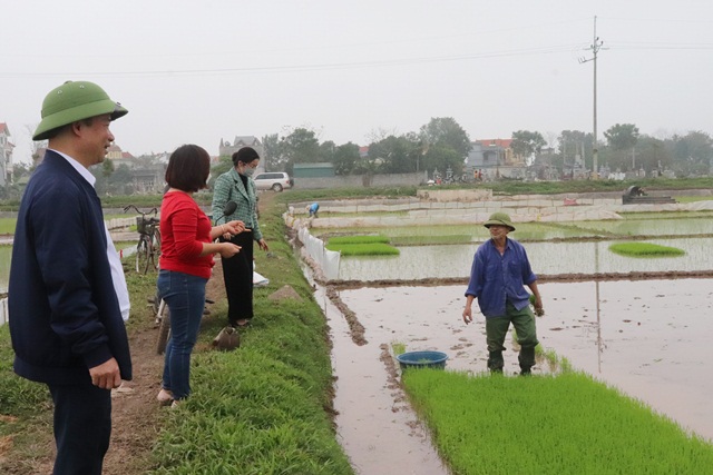 Chủ tịch UBND huyện Chương Mỹ “xuống đồng” kiểm tra tình hình sản xuất nông nghiệp vụ Xuân - Ảnh 1.