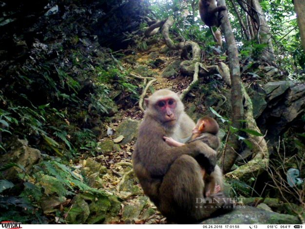 Nghệ An: Thế giới động vật hoang dã qua công nghệ bẫy ảnh tại Vườn Quốc gia Pù Mát   - Ảnh 2.
