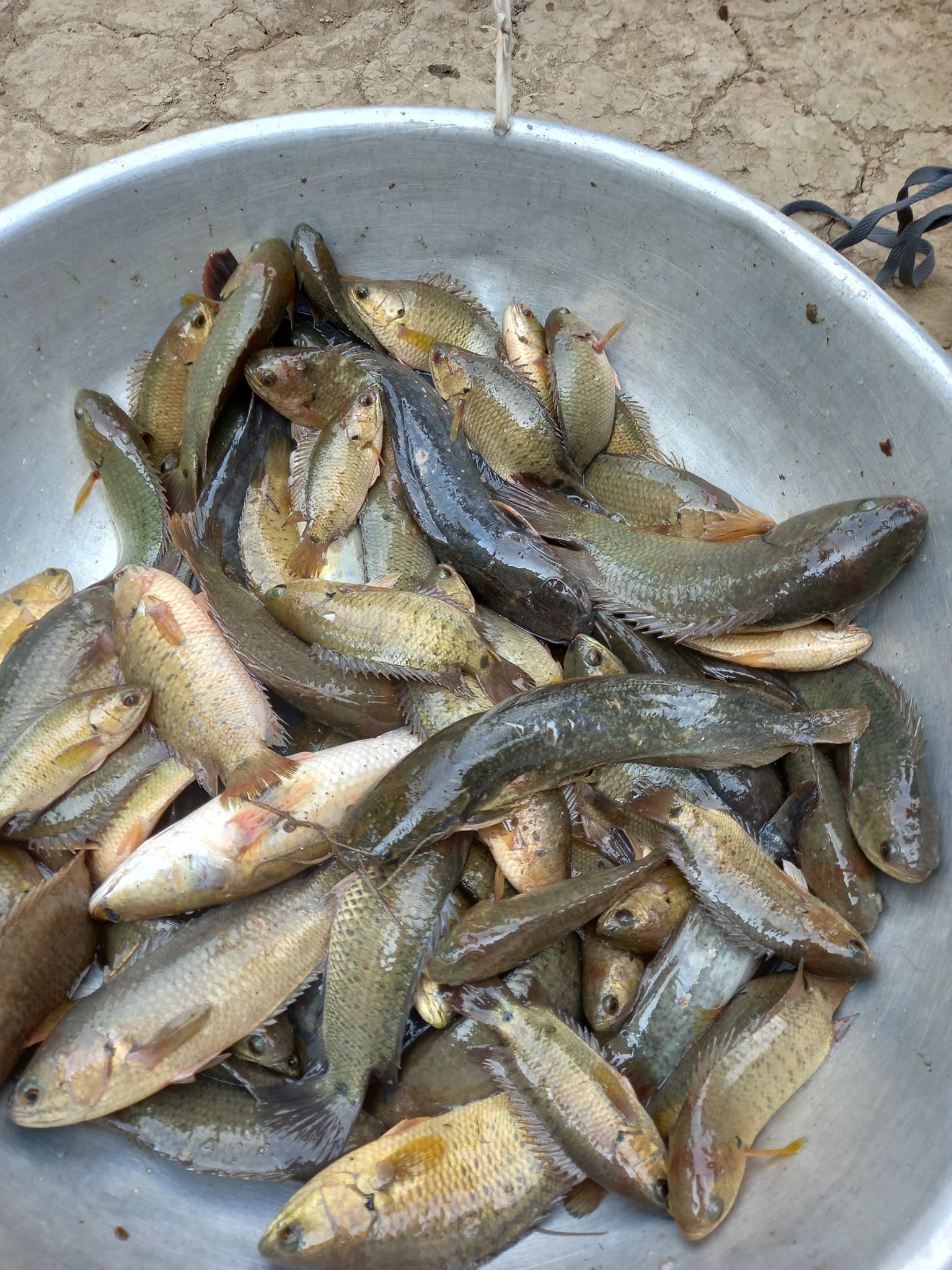 Mùa câu cá rô đồng ở Tây Ninh, thích nhất là câu cá rô đồng trong ruộng lúa nếp - Ảnh 4.