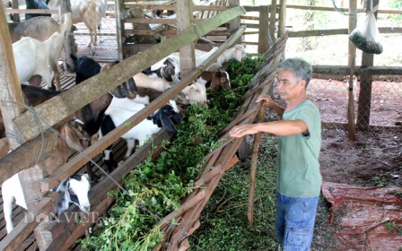 Giá tiêu loanh quanh 85.000 đồng/kg, nhà nông tiết lộ nuôi 1 loài vật vừa giữ vườn lâu dài, vừa có tiền to - Ảnh 2.