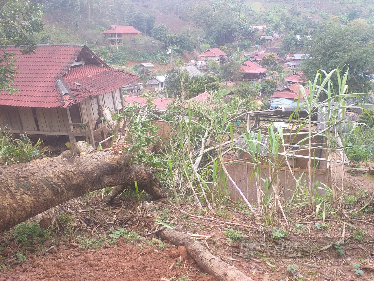 Sơn La: Rét đậm, rét hại kèm theo mưa ảnh hưởng đến đời sống sản xuất của người dân - Ảnh 6.