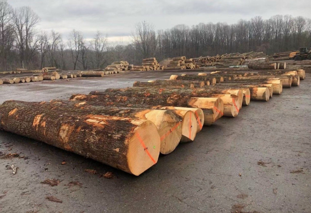 Giá gỗ nguyên liệu nhập khẩu cao 'ngất' vì khan nguồn cung - Ảnh 1.