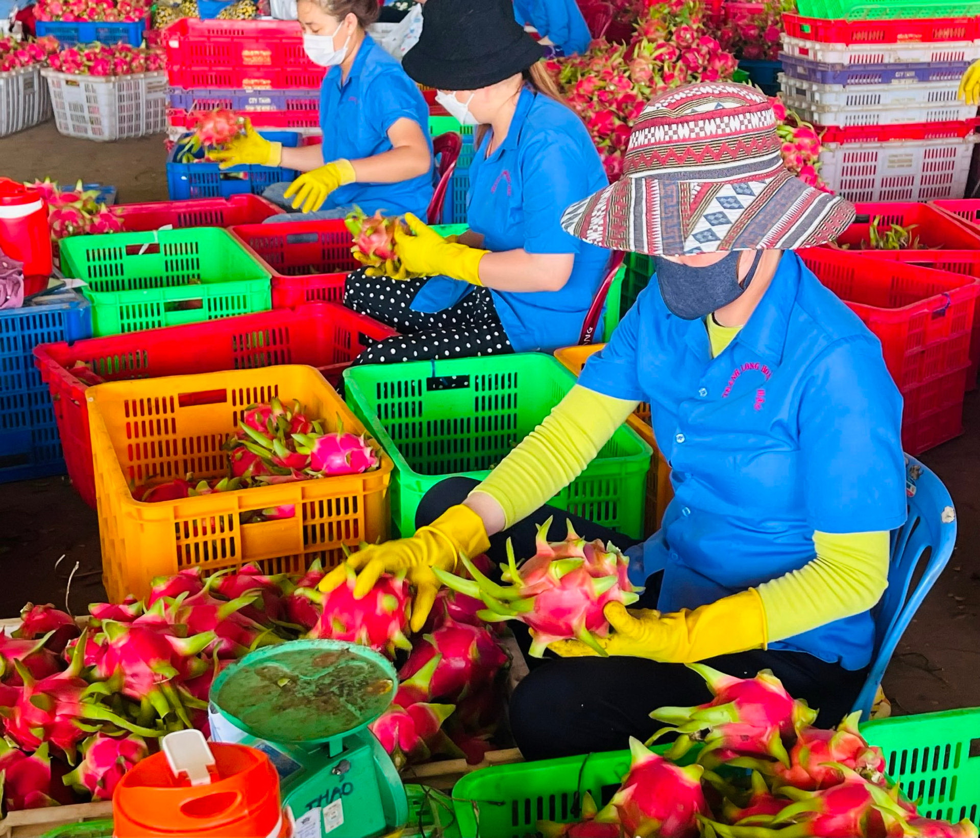 Bộ trưởng Lê Minh Hoan: Đồng tâm hiệp lực, đầu ra trái thanh long sẽ thành công - Ảnh 1.