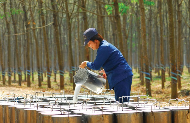 Giá cao su hôm nay 22/2 lại bị 'đe dọa' nghiêm trọng.