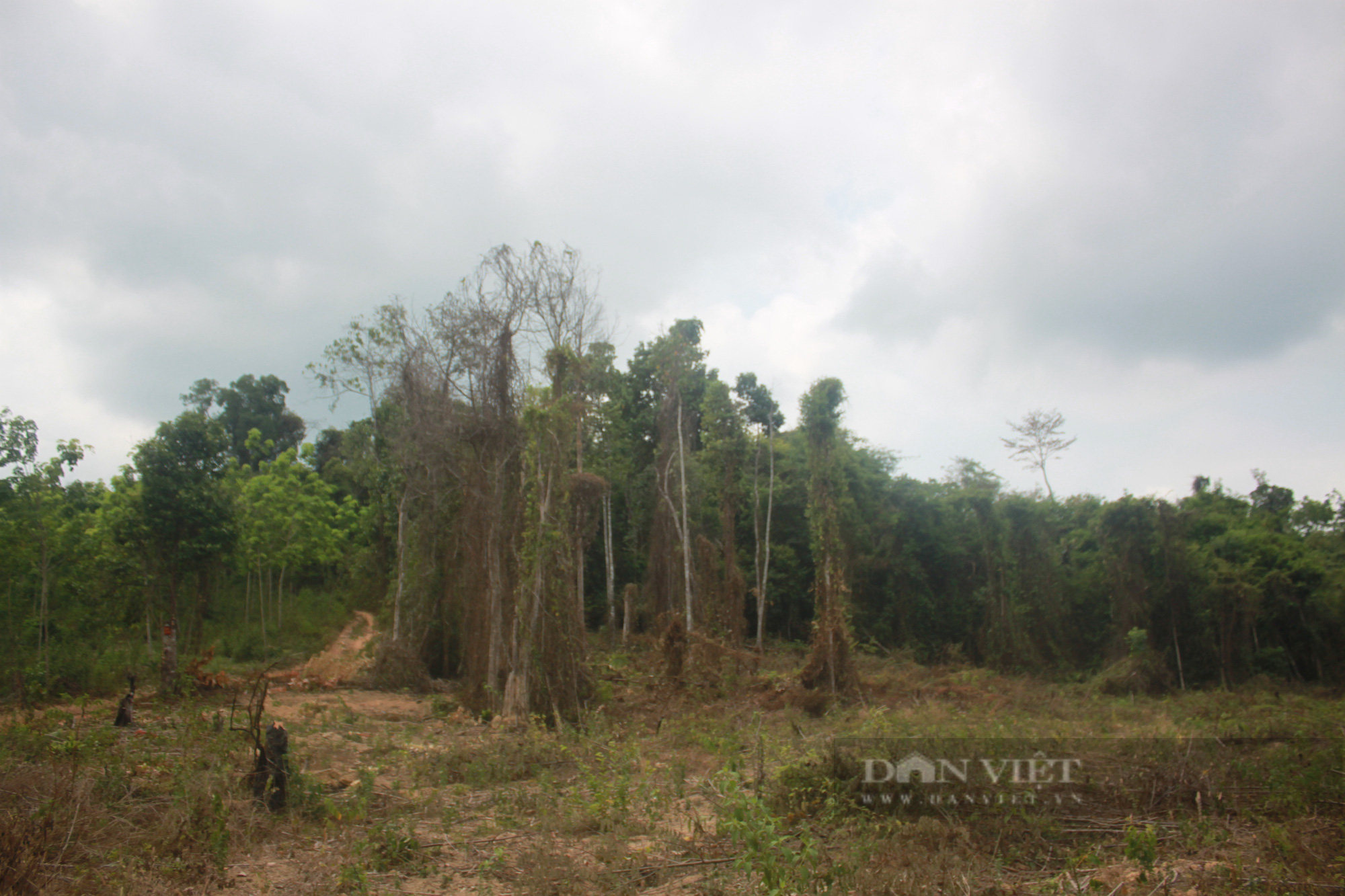 'Xẻ thịt' dự án trồng rừng để trục lợi ở Bình Phước,10 năm vẫn chưa xử lý - Ảnh 4.