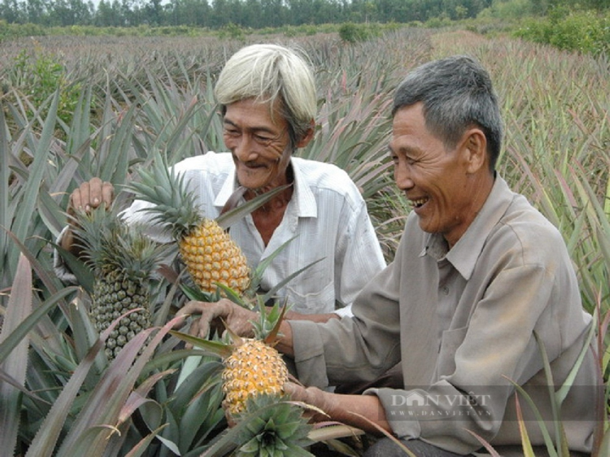 Trái cây nghịch vụ đang thu hoạch, giá tăng cao - Ảnh 1.