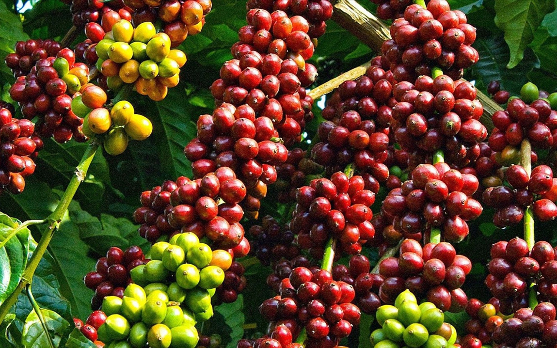 Giá cà phê nhân Đắk Lắk hôm nay tăng hay giảm, làm thế nào để phát hiện sâu đục thân trên cây cà phê?