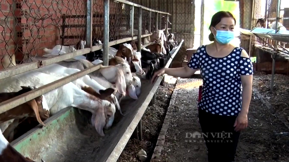Mô hình chăn nuôi dê nhốt chuồng ở huyện Tân Biên, Tây Ninh. Ảnh: Trần Khánh