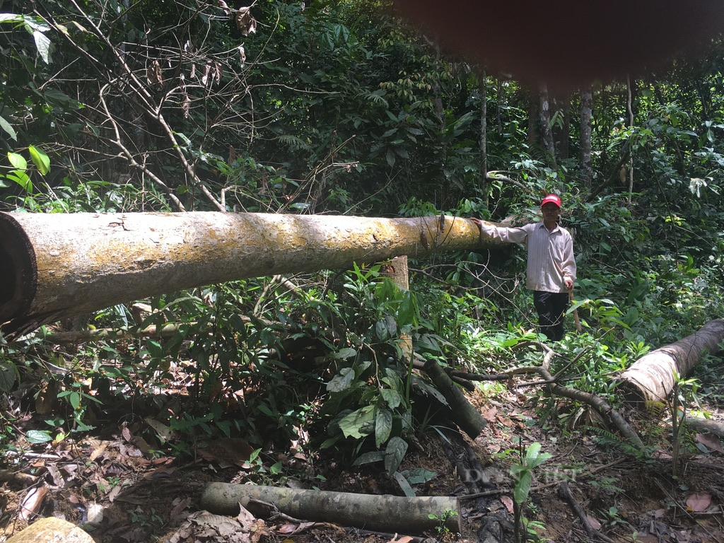 'Xẻ thịt' dự án trồng rừng để trục lợi ở Bình Phước,10 năm vẫn chưa xử lý - Ảnh 1.