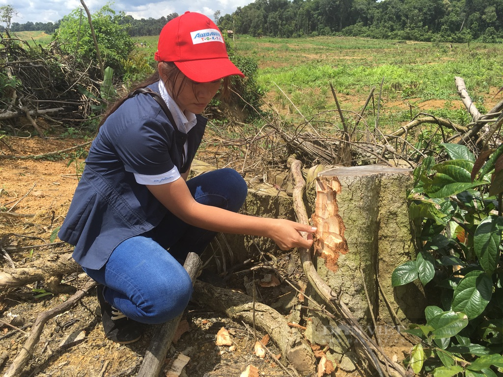 'Xẻ thịt' dự án trồng rừng để trục lợi ở Bình Phước,10 năm vẫn chưa xử lý - Ảnh 6.