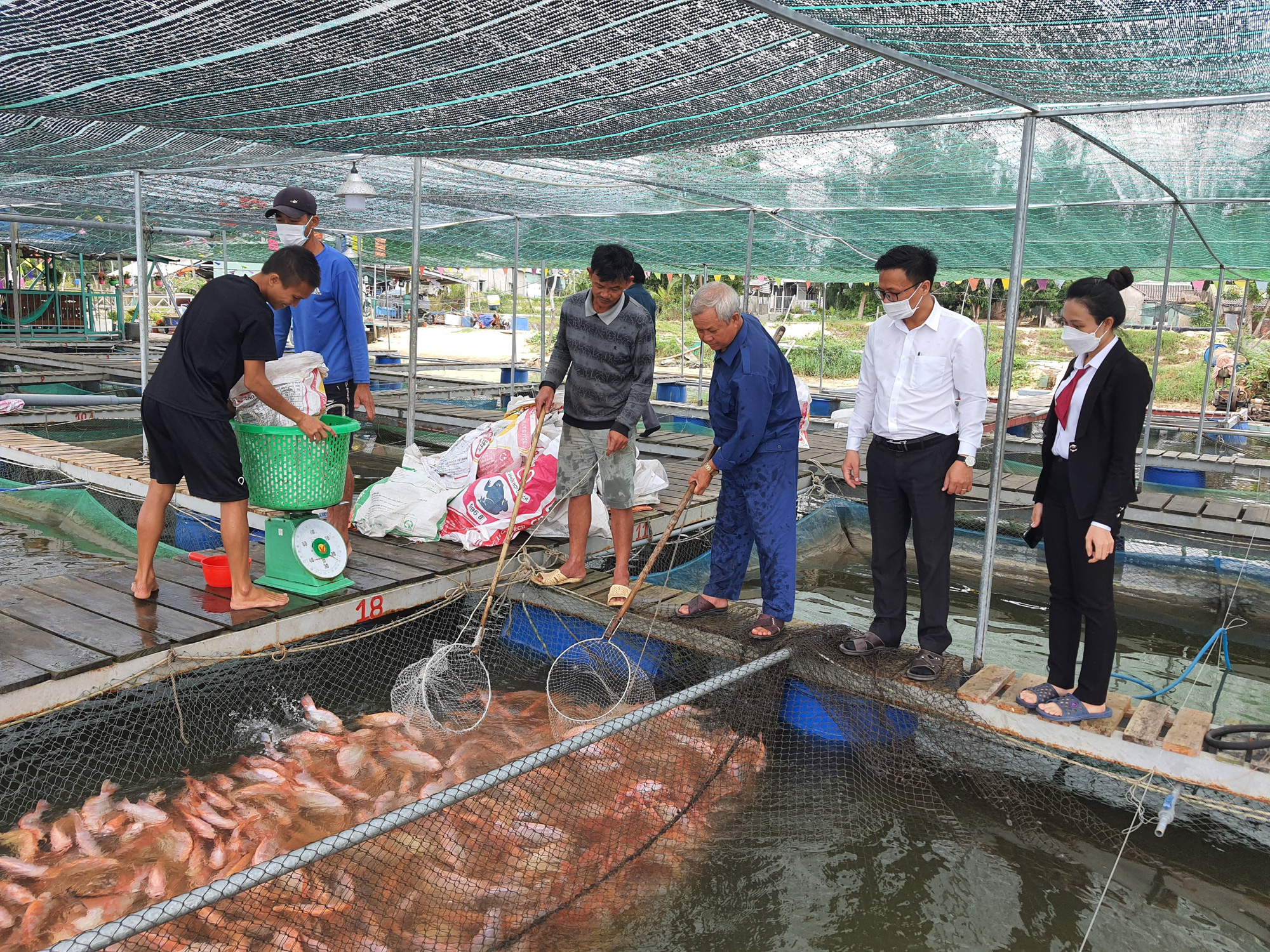 Được tiếp vốn nông dân xứ Quảng vững tin mở rộng mô hình nuôi cá nước lợ, thu lãi hàng trăm triệu đồng mỗi năm - Ảnh 1.