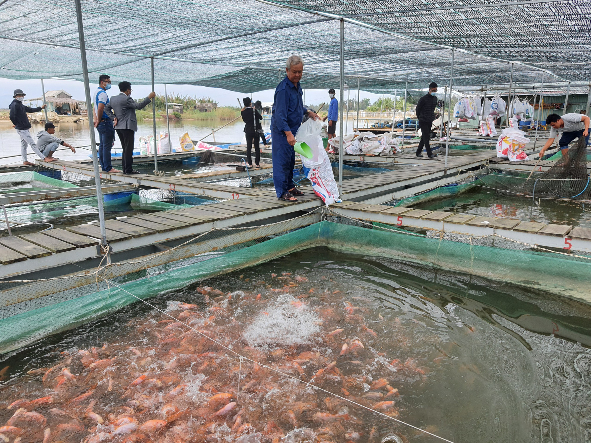 Được tiếp vốn nông dân xứ Quảng vững tin mở rộng mô hình nuôi cá nước lợ, thu lãi hàng trăm triệu đồng mỗi năm - Ảnh 4.