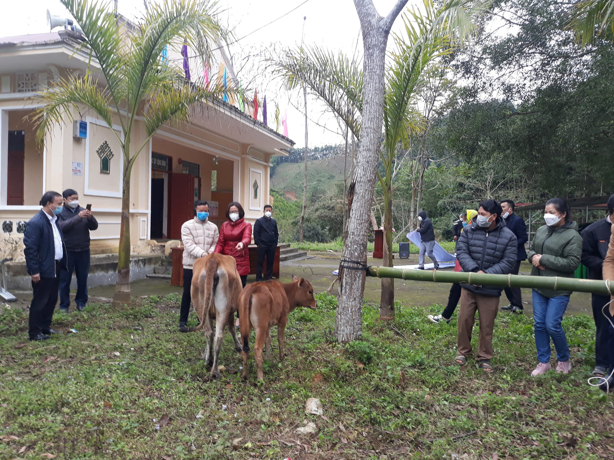 Tuyên Quang: Bàn giao 30 con bò sinh sản cho hội viên nông dân nghèo - Ảnh 2.