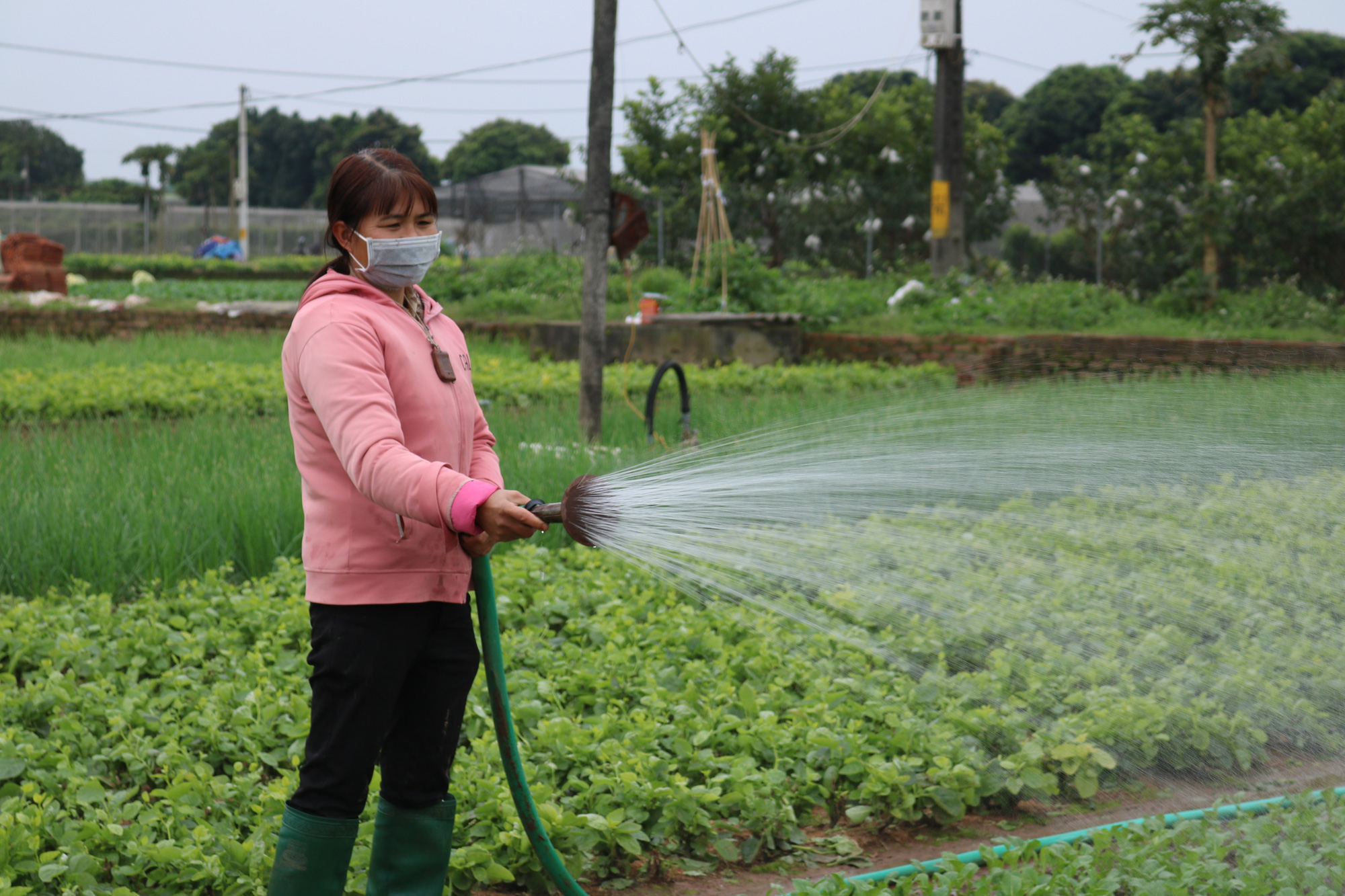 Hà Nội: Rét đậm, rét hại, vì sao nông dân thủ đô vẫn phấn khởi ra đồng chăm rau? - Ảnh 2.