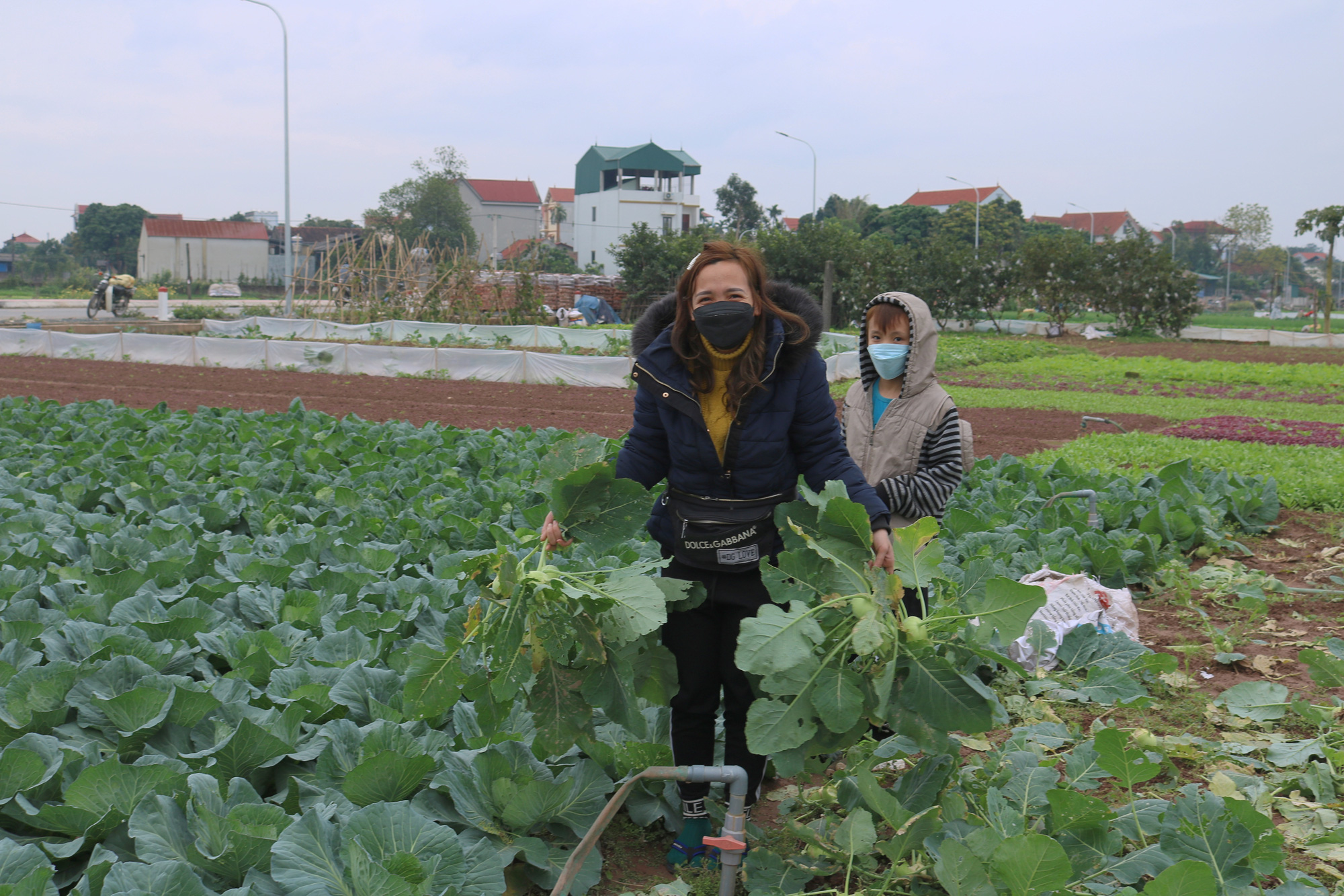 Hà Nội rét đậm, rét hại, vì sao nông dân ở đây vẫn phấn khởi ra đồng chăm rau? - Ảnh 4.