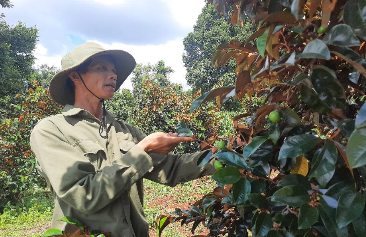 Trên đôi chân không lành, Nông dân Việt Nam xuất sắc ở Đăk Nông trồng những cây gì mà thành tỷ phú? - Ảnh 2.