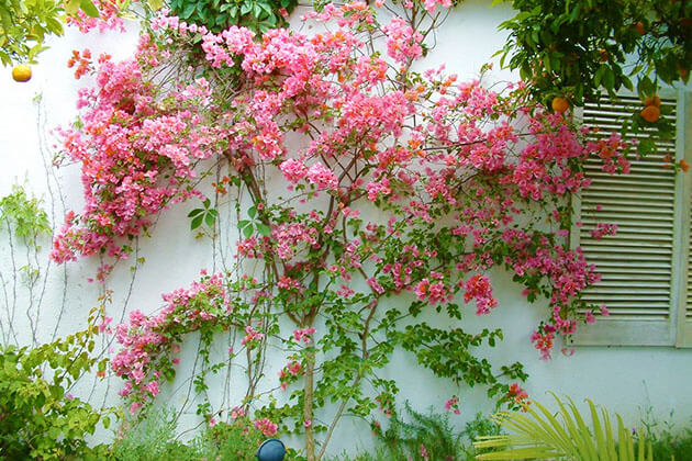 4 loại cây cảnh lắm hoa nhiều lộc dễ trồng mà lại sống lâu, nhà có sân vườn rộng cần lưu vào gấp - Ảnh 3.
