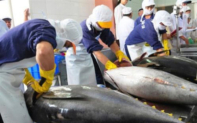 Xuất khẩu cá ngừ tiếp tục tăng mạnh đầu năm 2022 - Ảnh 1.