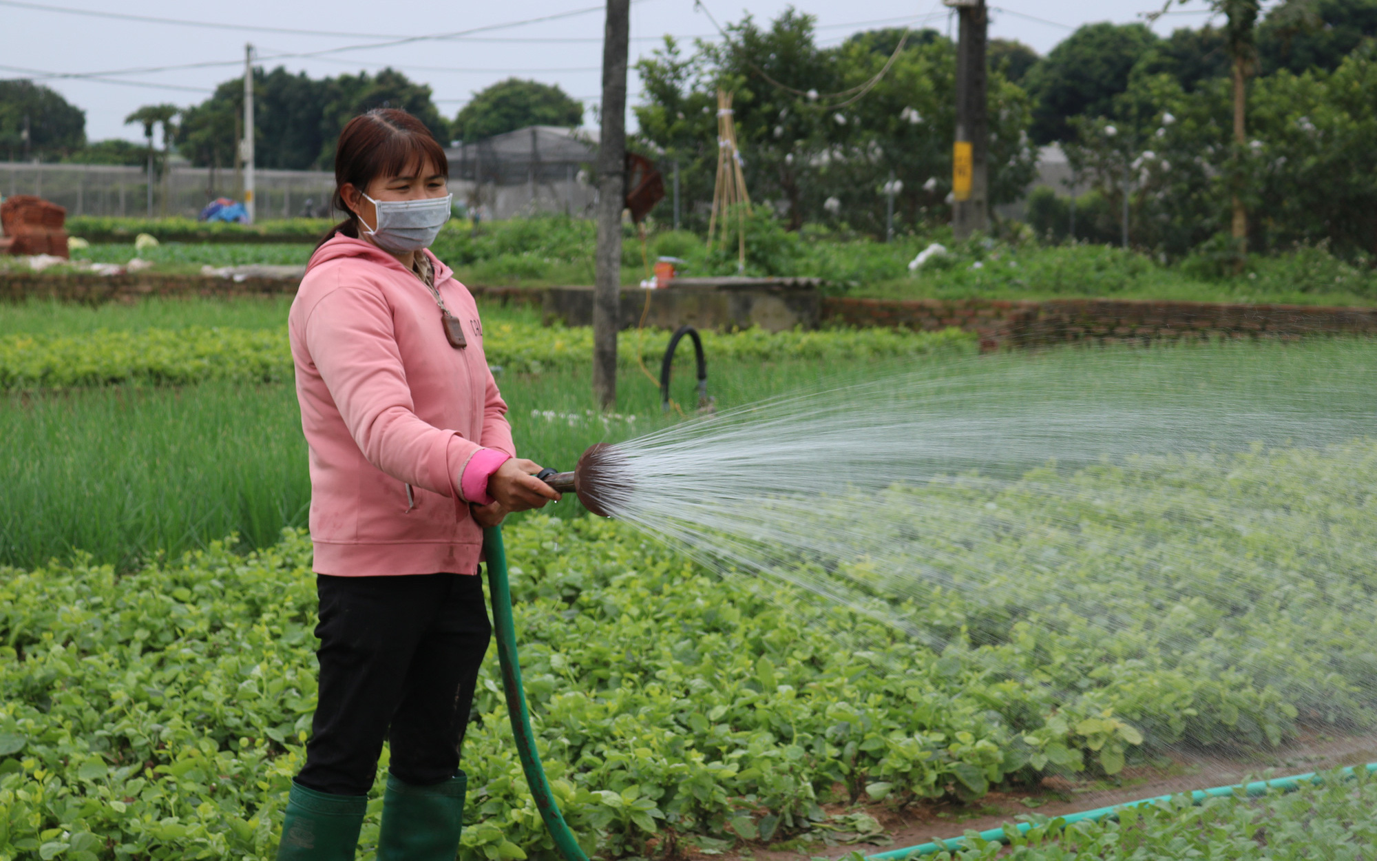 Hà Nội chìm trong rét đậm, rét hại, vì sao nông dân ở đây vẫn phấn khởi ra đồng chăm rau?