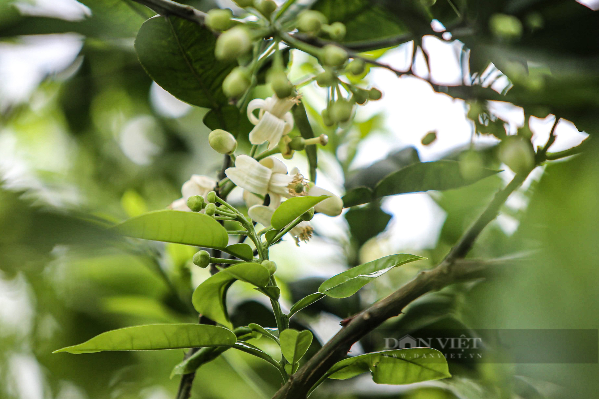 Hà Nội ngát hương mùa hoa bưởi đầu xuân - Ảnh 1.