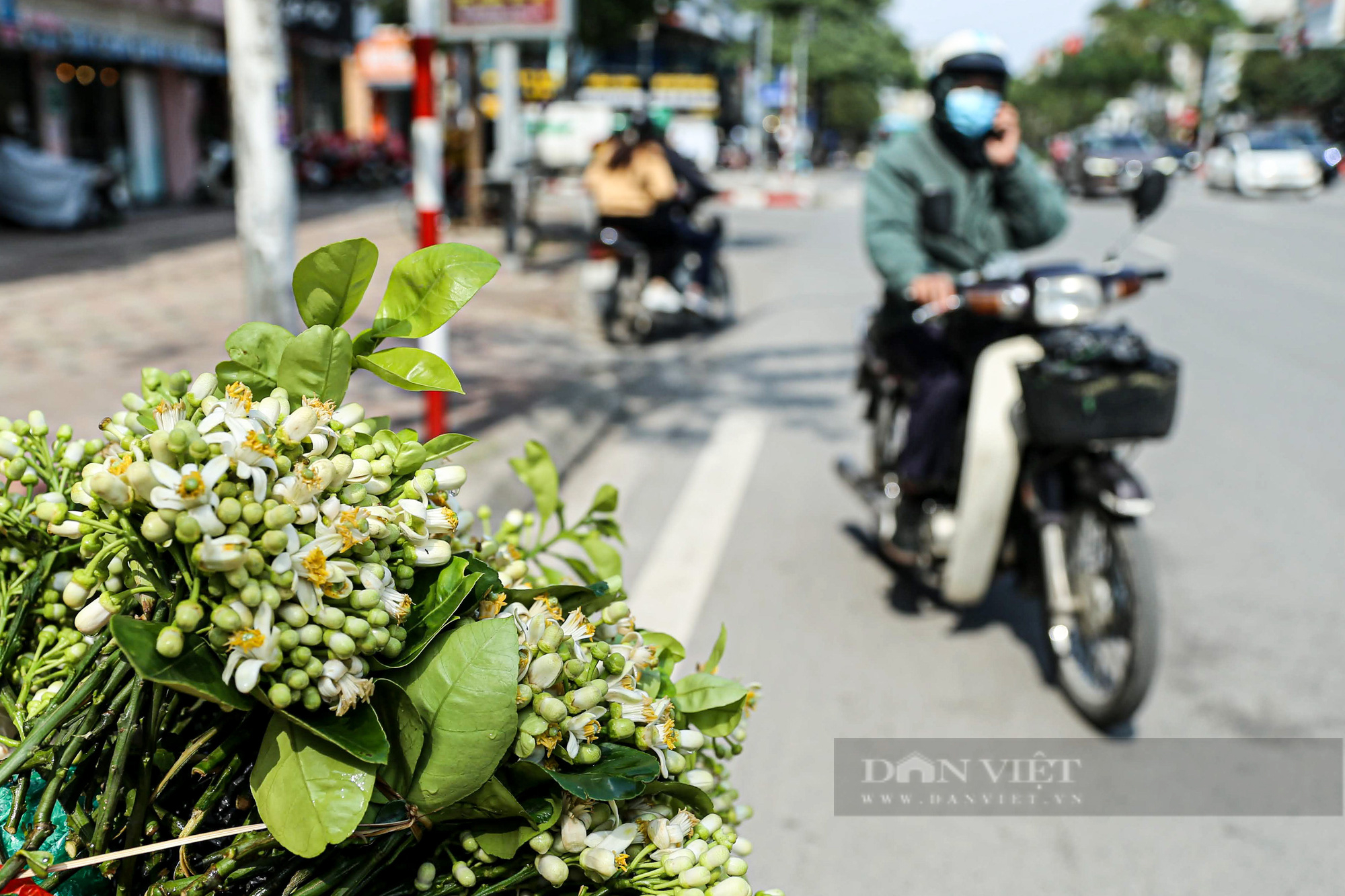 Hà Nội ngát hương mùa hoa bưởi đầu xuân - Ảnh 9.