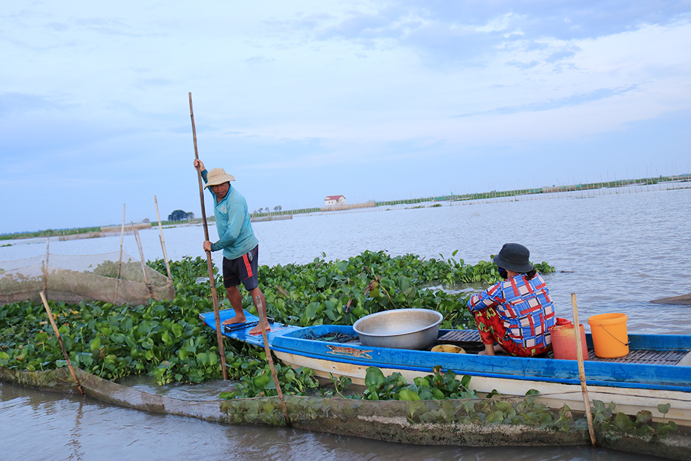 Đổ dớn bắt cá đặc sản nơi đầu nguồn sông Hậu ở An Giang, còn đâu cảnh cá chạy dày đặc, mua được cả tấn - Ảnh 1.