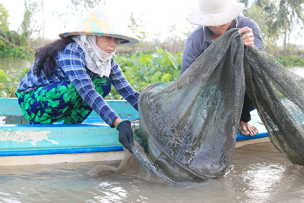 Đổ dớn bắt cá đặc sản nơi đầu nguồn sông Hậu ở An Giang, còn đâu cảnh cá chạy dày đặc, mua được cả tấn - Ảnh 3.
