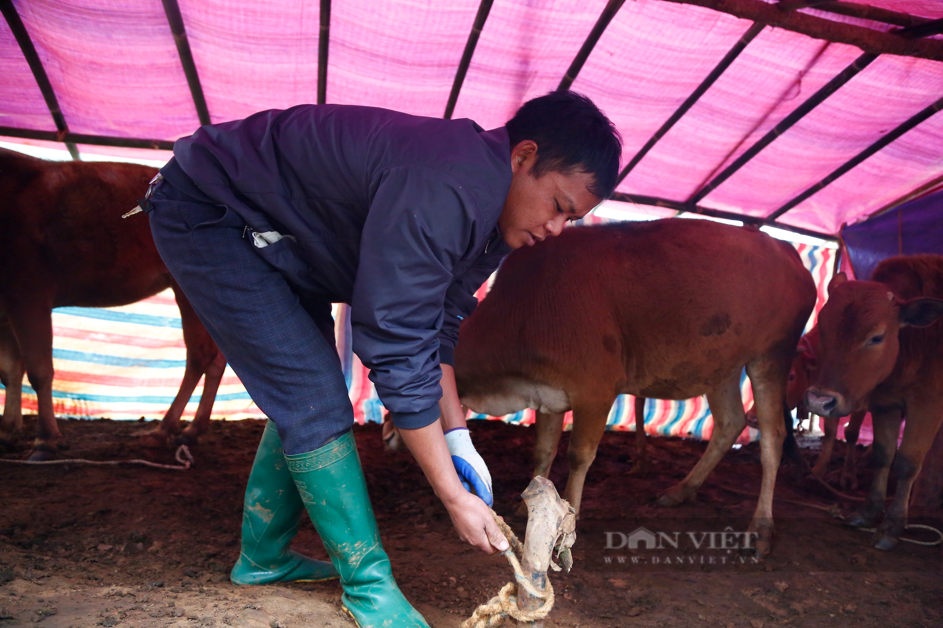 Điện Biên: Trâu bò chết do nền nhiệt xuống thấp, nông dân thấp thỏm lo âu - Ảnh 5.