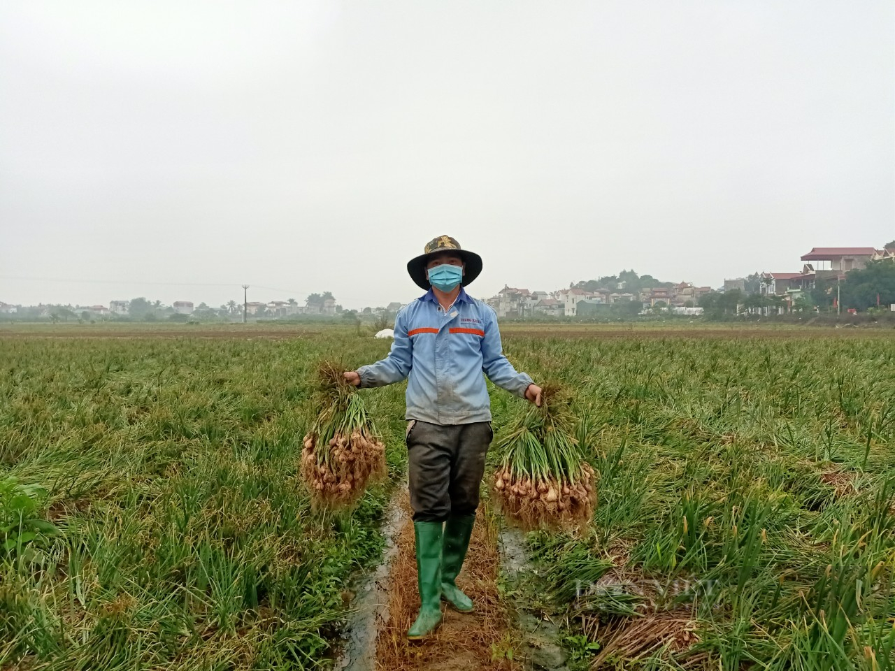 Hải Dương: Hành tỏi mất mùa, giá bán lại bèo bọt, nông dân chán không buồn thu hoạch - Ảnh 3.