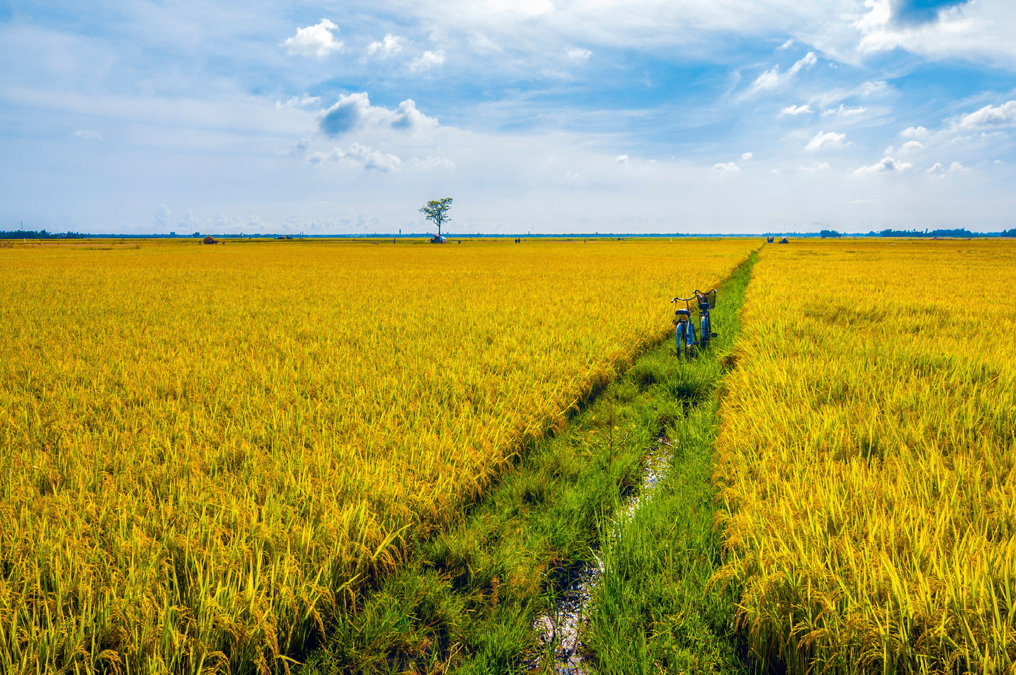 Ưu tiên chọn phân bón NPK Cà Mau: Dinh dưỡng toàn diện cho mùa vụ - Ảnh 2.