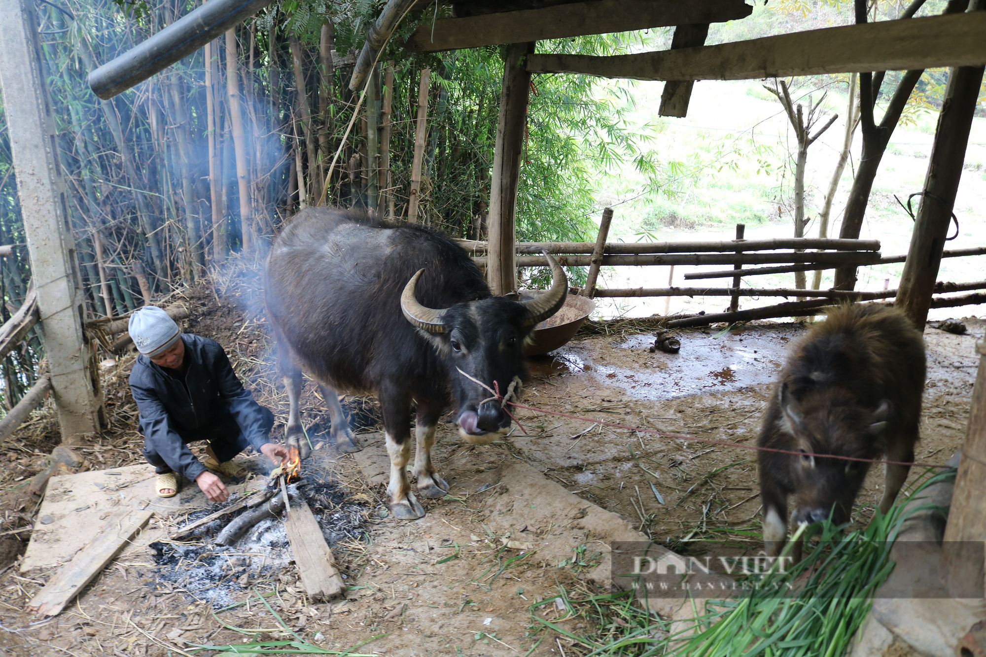 Gần 3.000 &quot;đầu cơ nghiệp&quot; chết thảm vì rét đậm rét hại, nông dân được hỗ trợ gì không? - Ảnh 3.