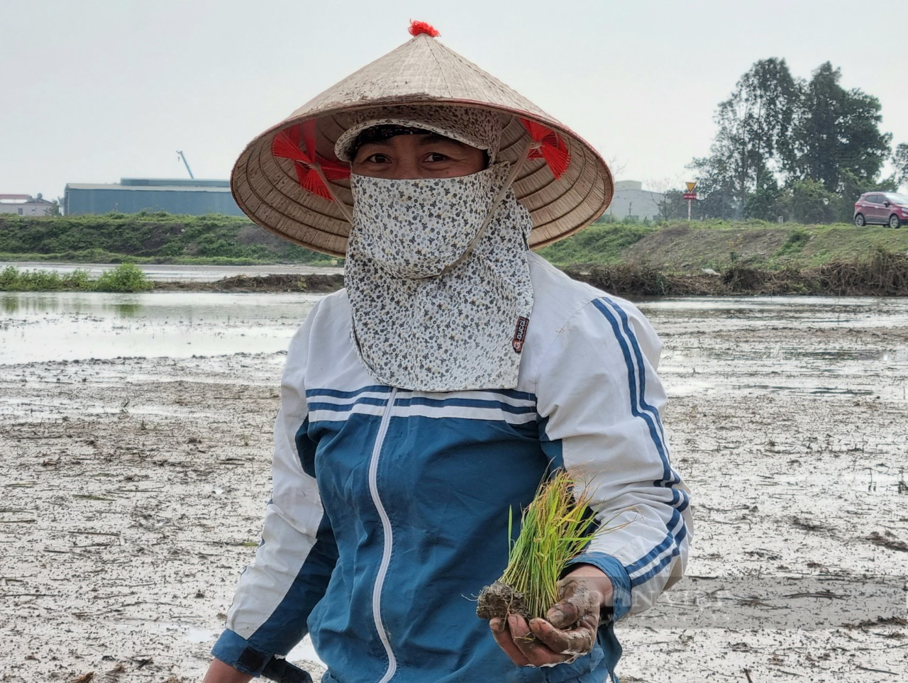 Ninh Bình: Lạnh “nghiến răng” nông dân vẫn xuống đồng gieo cấy lúa xuân - Ảnh 3.