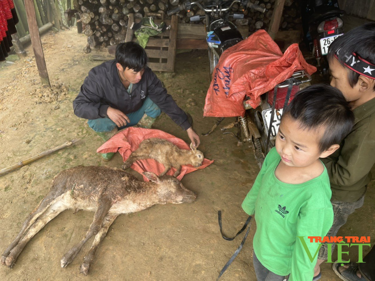 Hơn 1.000 con gia súc ở Sơn La chết rét, thiệt hại cả chục tỷ đồng - Ảnh 2.