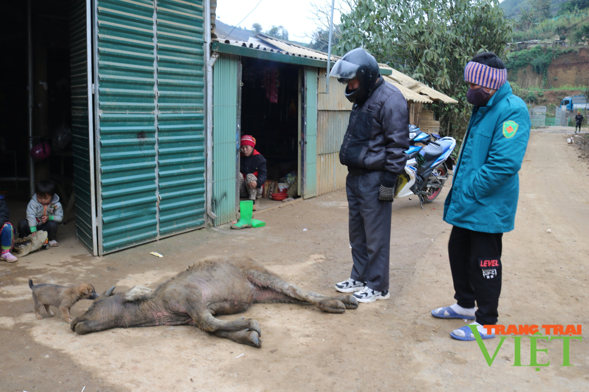 Hơn 1.000 con gia súc ở Sơn La chết rét, thiệt hại cả chục tỷ đồng - Ảnh 1.