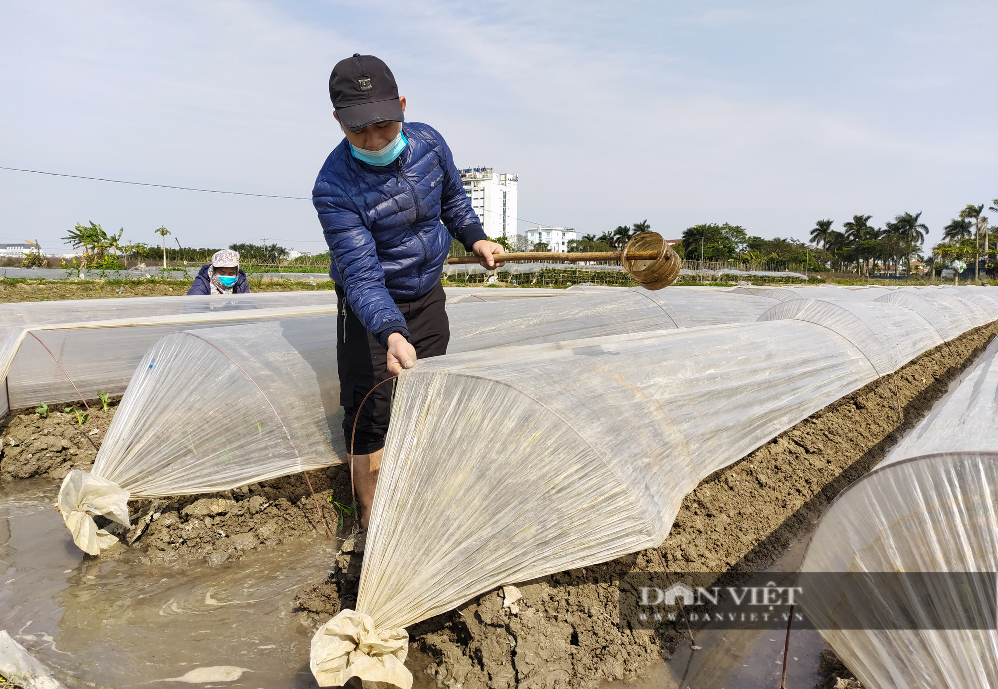 Cận cảnh cánh đồng rau phủ trắng ni lông để chống rét ở ngoại thành Hà Nội - Ảnh 3.