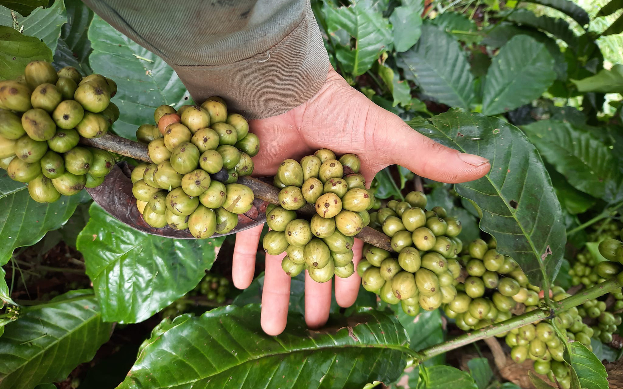 Giá cà phê nhân Đắk Lắk quay đầu giảm, nhân giống cà phê bằng hạt có hiệu quả không?
