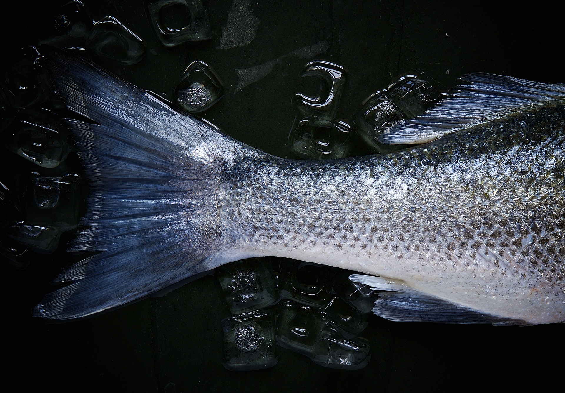 4 bộ phận cực độc của cá: Loại thứ 2 ăn vào có thể gây tử vong - Ảnh 4.