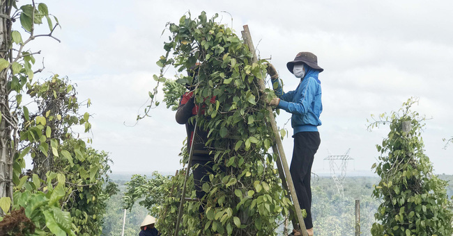 Giá tiêu tăng hơn 15.000 đồng/kg, chưa hái hết đã có trăm triệu