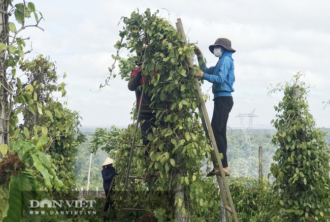 Giá tiêu tăng hơn 15.000 đồng/kg, chưa hái xong nhà vườn đã biết có hàng trăm triệu đồng/ha - Ảnh 1.