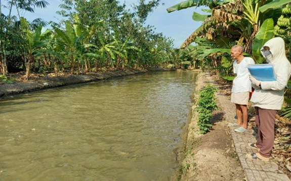 Đào ao trong vườn nuôi loài cá ham ăn chuối chín, rau cải vụn, một ông nông dân Hậu Giang bắt bán 10 tấn/vụ