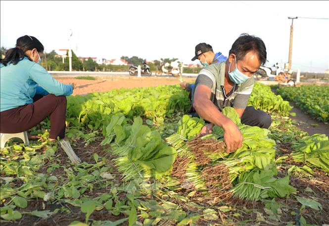 Giá rau xanh tại Hà Nội tăng từ 2-3 lần - Ảnh 1.