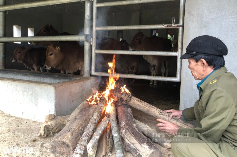 Nghệ An: Gần 7 ngày rét đậm, rét hại có hơn 1.100 con trâu, bò chết vì quá lạnh   - Ảnh 2.