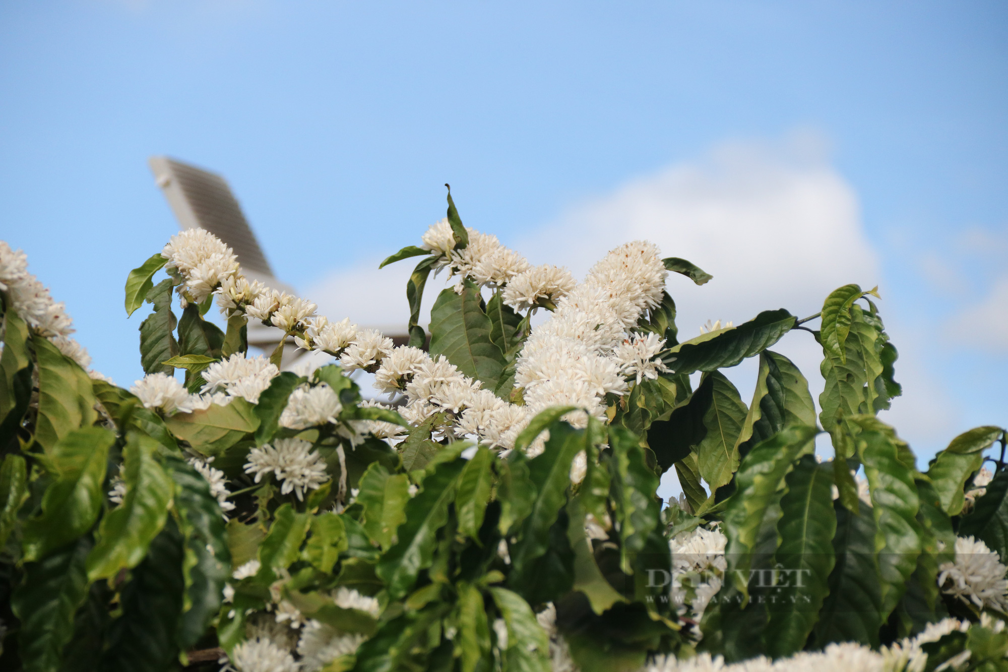 Ngắm nhìn những bông hoa cà phê nở trắng xóa giữa vùng đất Tây Nguyên - Ảnh 7.