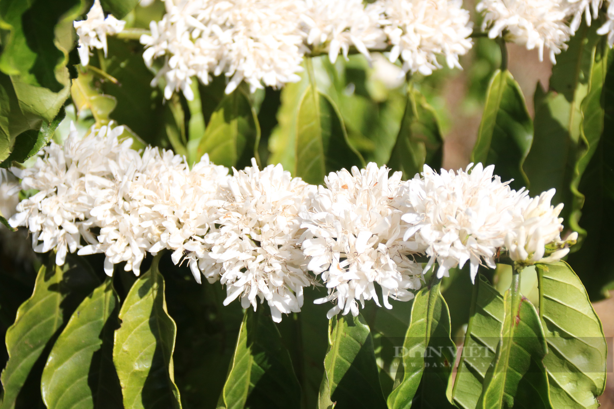 Ngắm nhìn những bông hoa cà phê nở trắng xóa giữa vùng đất Tây Nguyên - Ảnh 5.