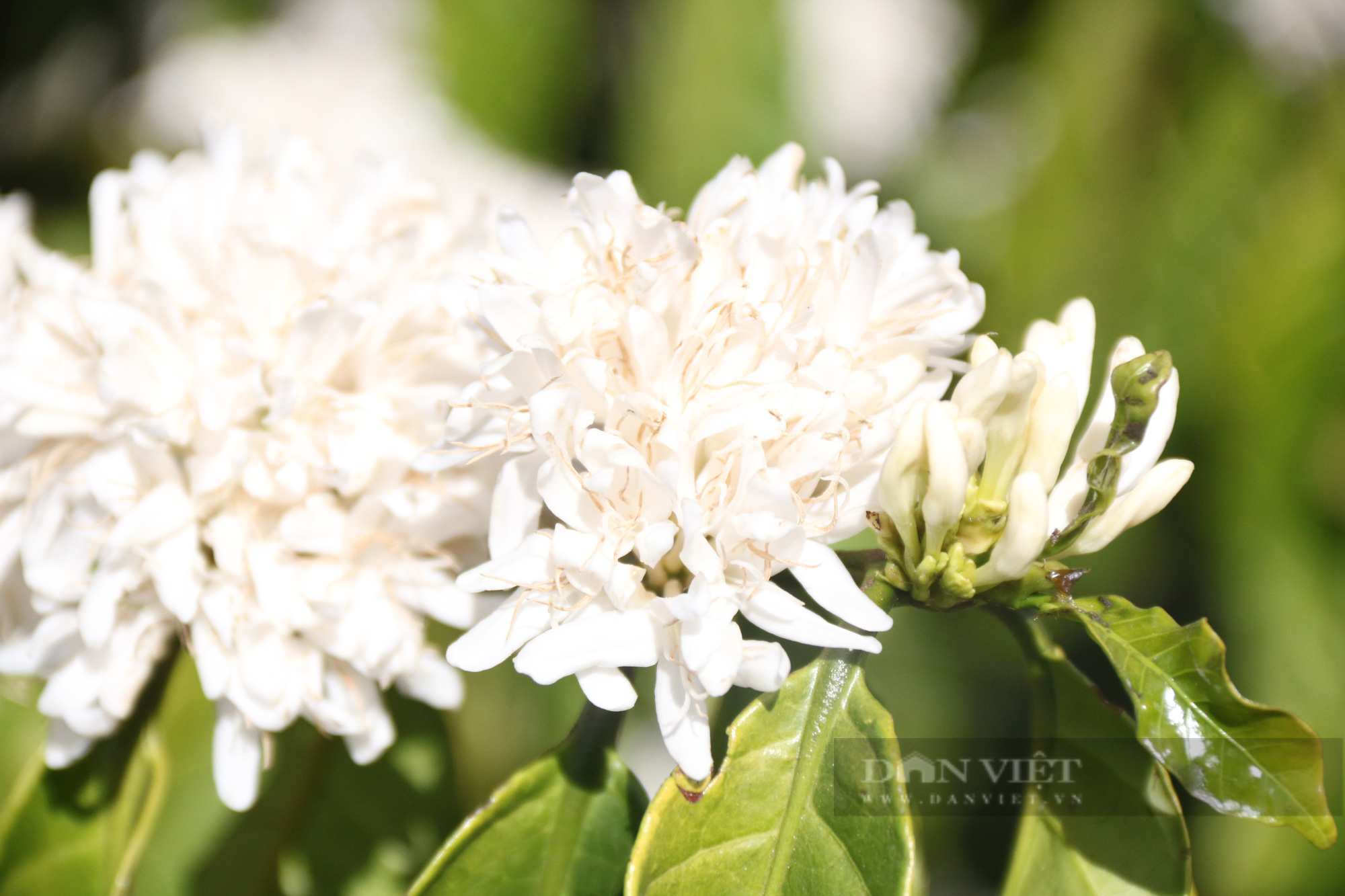 Ngắm nhìn những bông hoa cà phê nở trắng xóa giữa vùng đất Tây Nguyên - Ảnh 6.