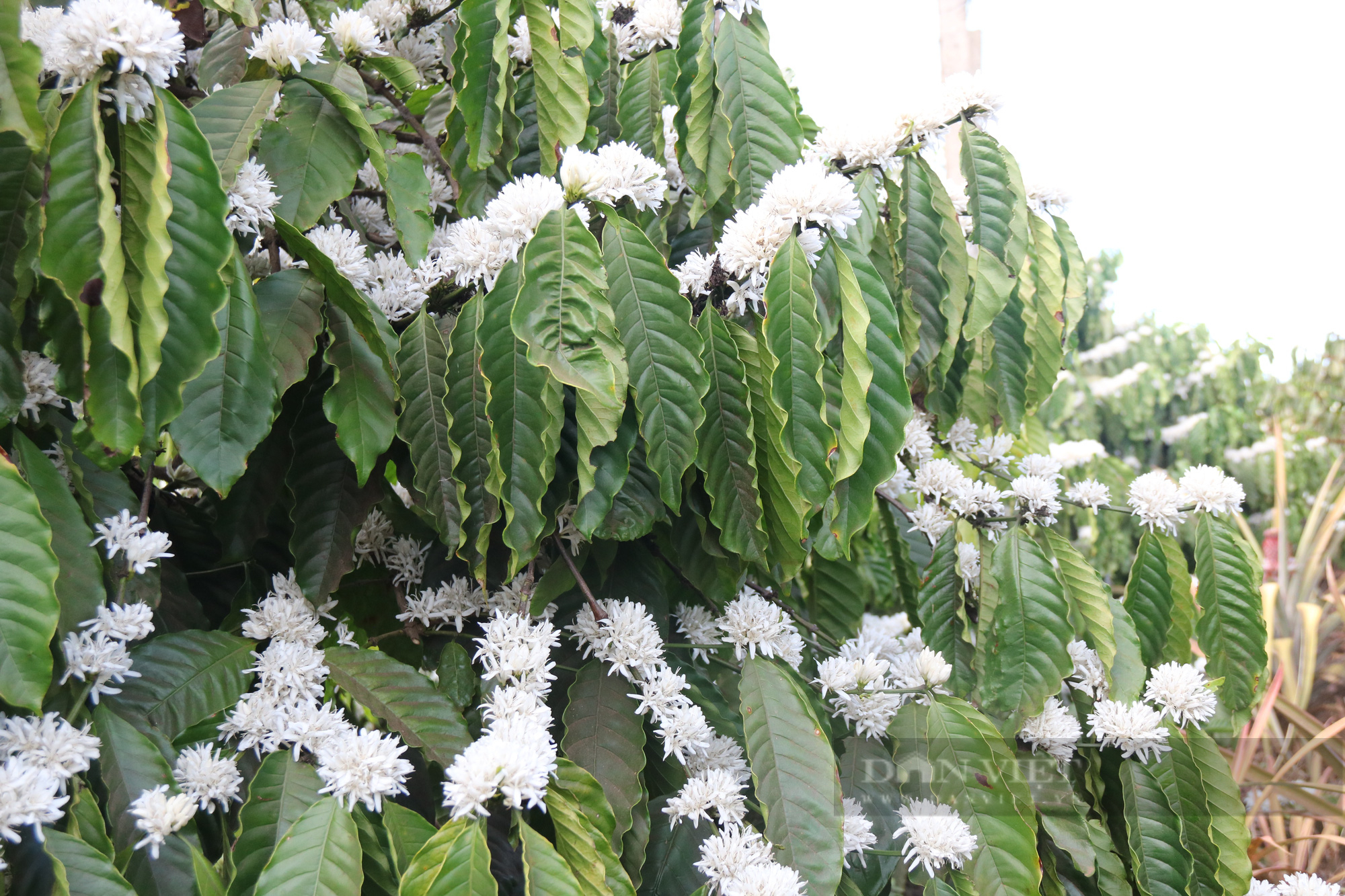 Ngắm nhìn những bông hoa cà phê nở trắng xóa giữa vùng đất Tây Nguyên - Ảnh 4.