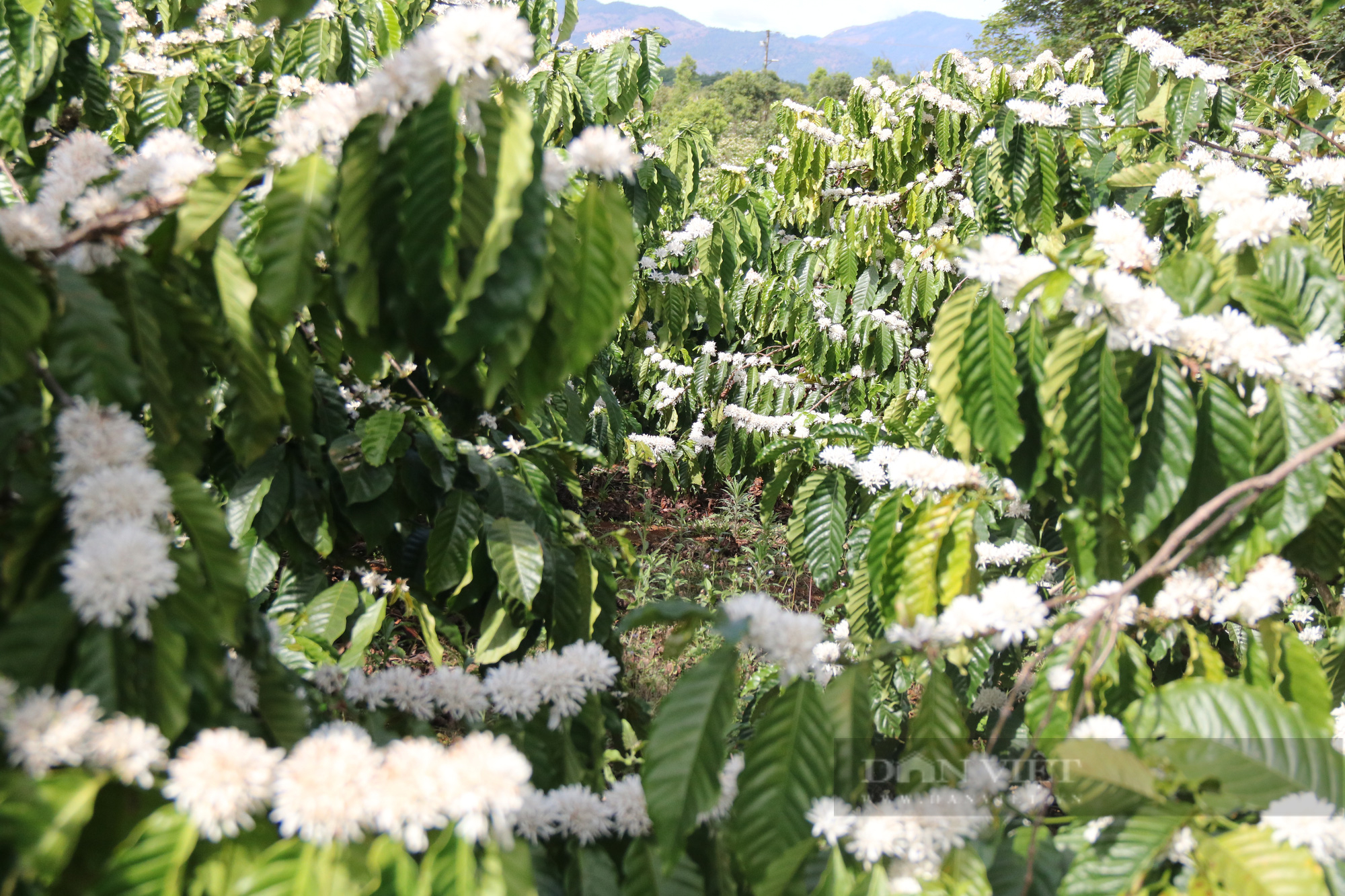 Ngắm nhìn những bông hoa cà phê nở trắng xóa giữa vùng đất Tây Nguyên - Ảnh 8.