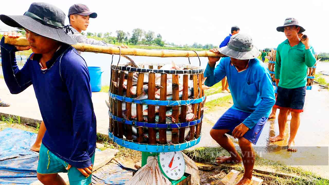 Giá cá tra tăng lên 30.000 đồng/kg: Ngành chức năng khuyến cáo không nên nuôi ồ ạt - Ảnh 1.