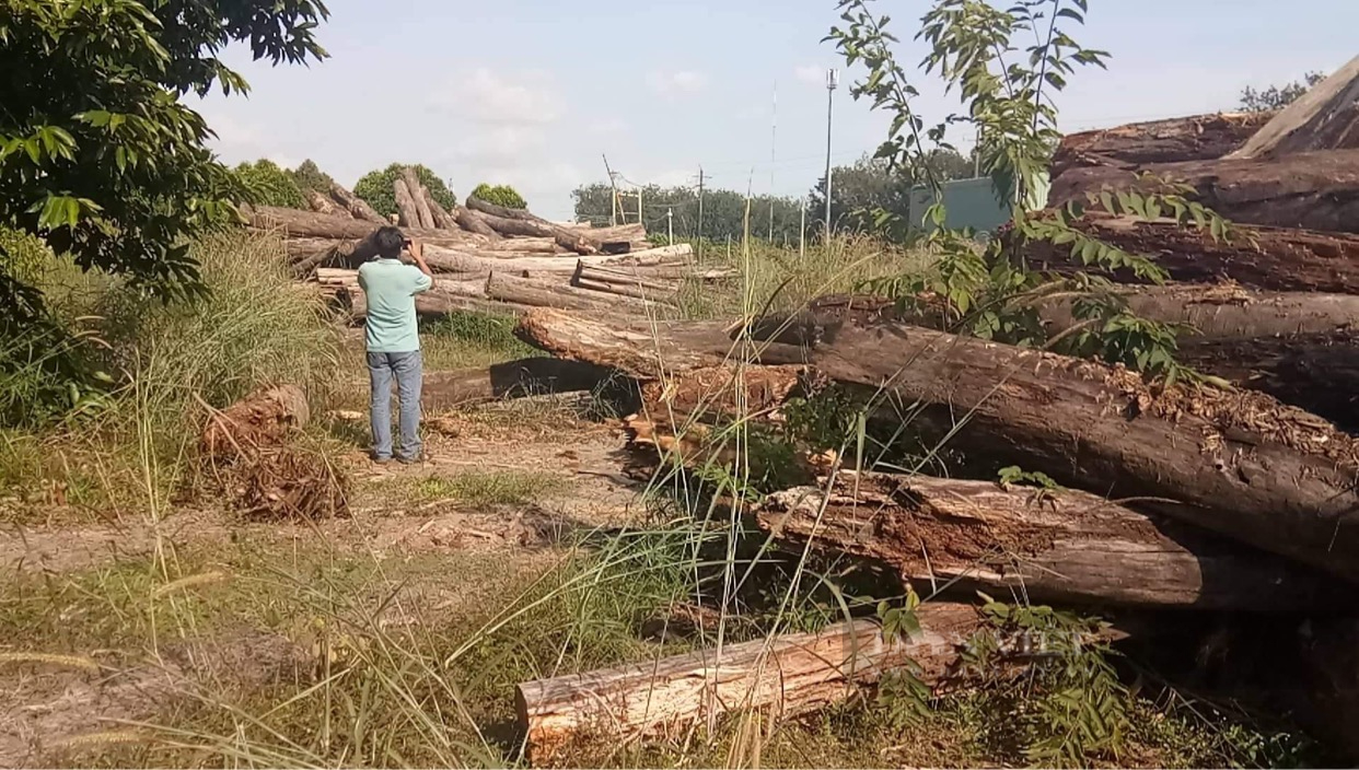 Dự án trồng rừng bị “xẻ thịt” ở Bình Phước: Phó Thủ tướng Thường trực Chính phủ từng chỉ đạo xử lý nghiêm - Ảnh 5.
