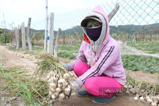 Ninh Thuận: Người trồng tỏi điêu đứng vì mất mùa, nhiều nông hộ gần như mất trắng - Ảnh 3.